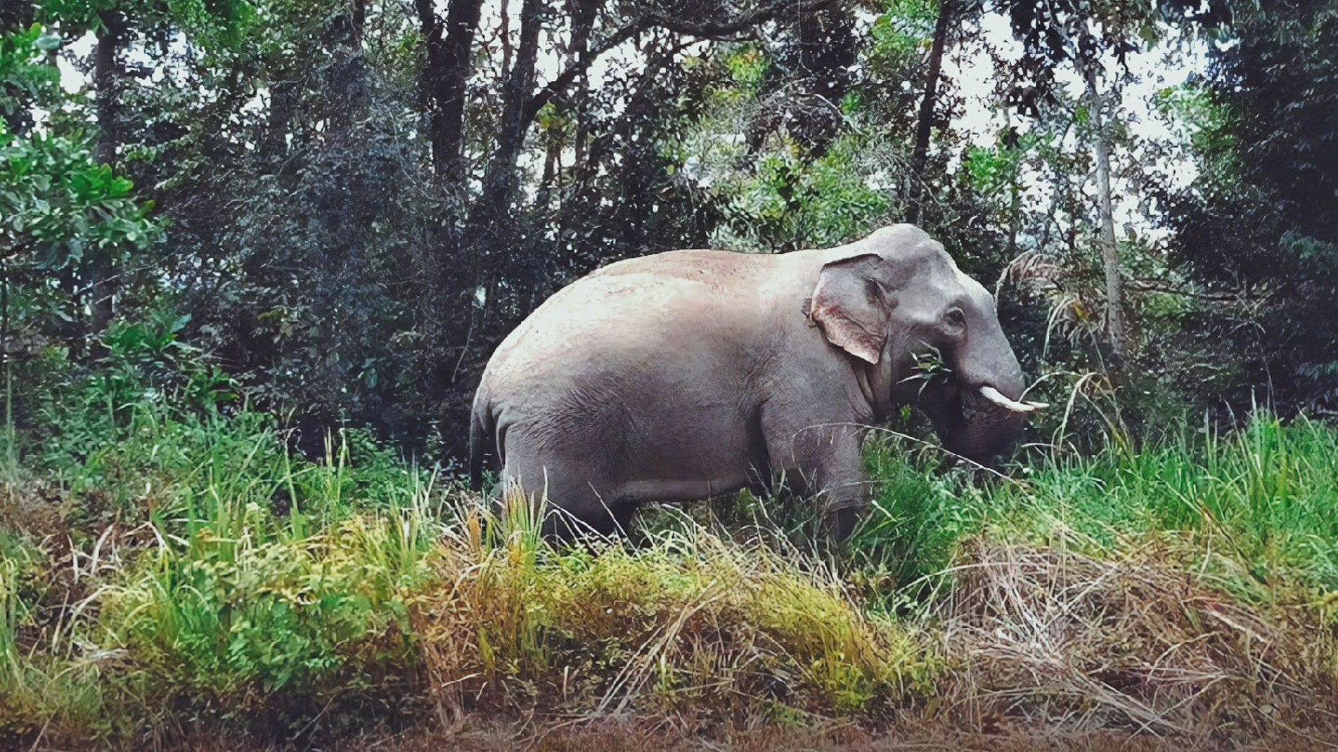 Banun, Perak. Central Forest Spine Most wildlife.