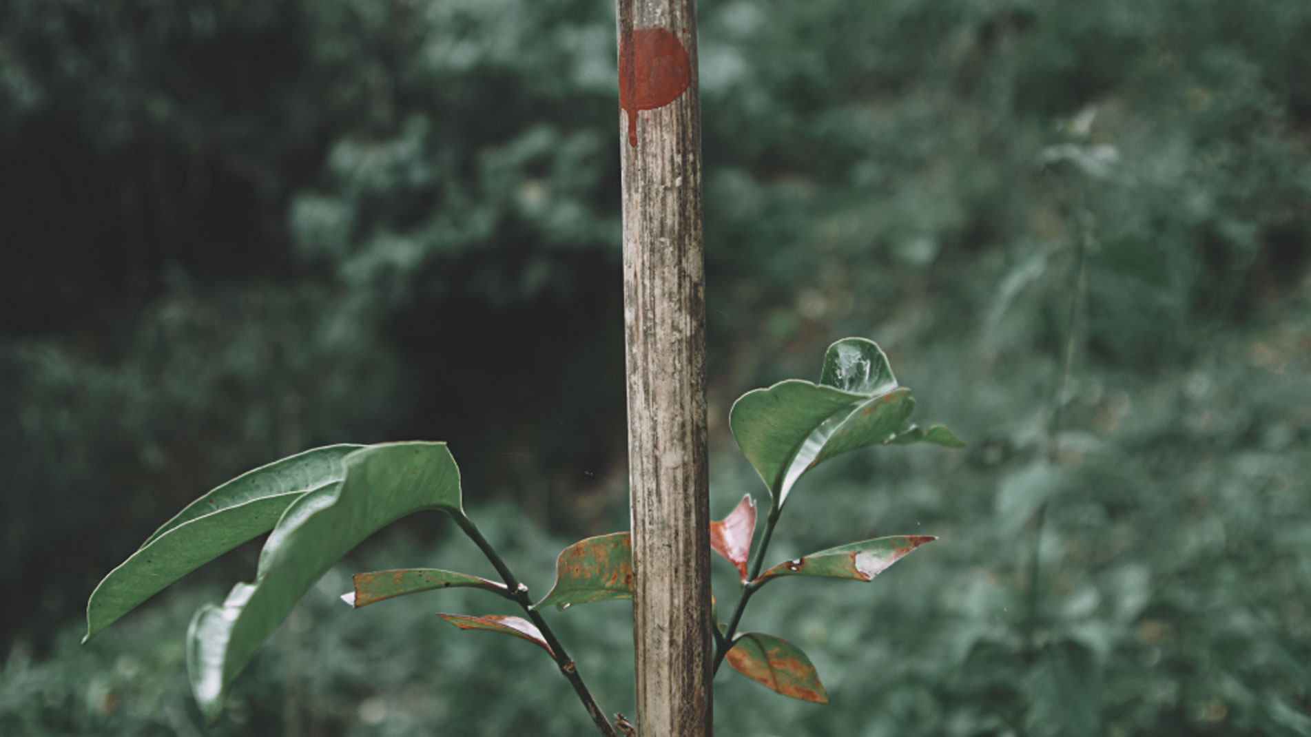 Forest,-the-New-Economy-5