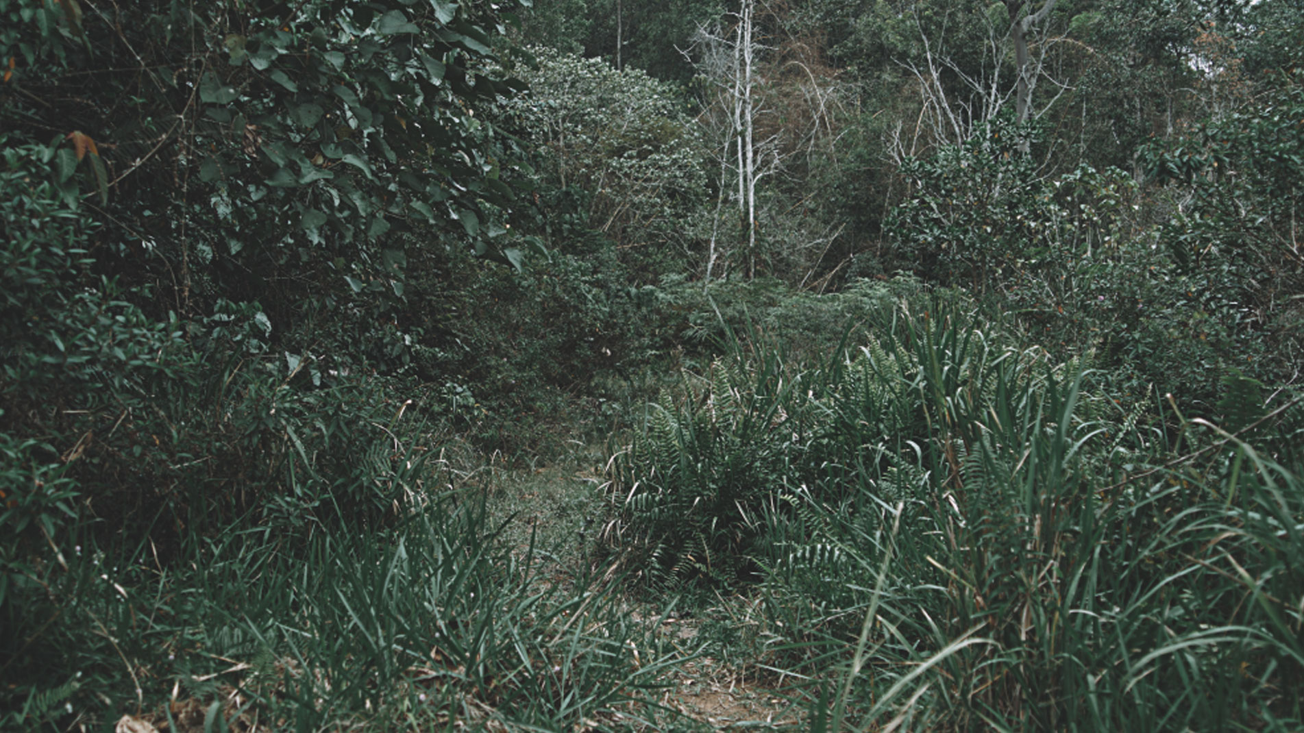 Forest,-the-New-Economy-6