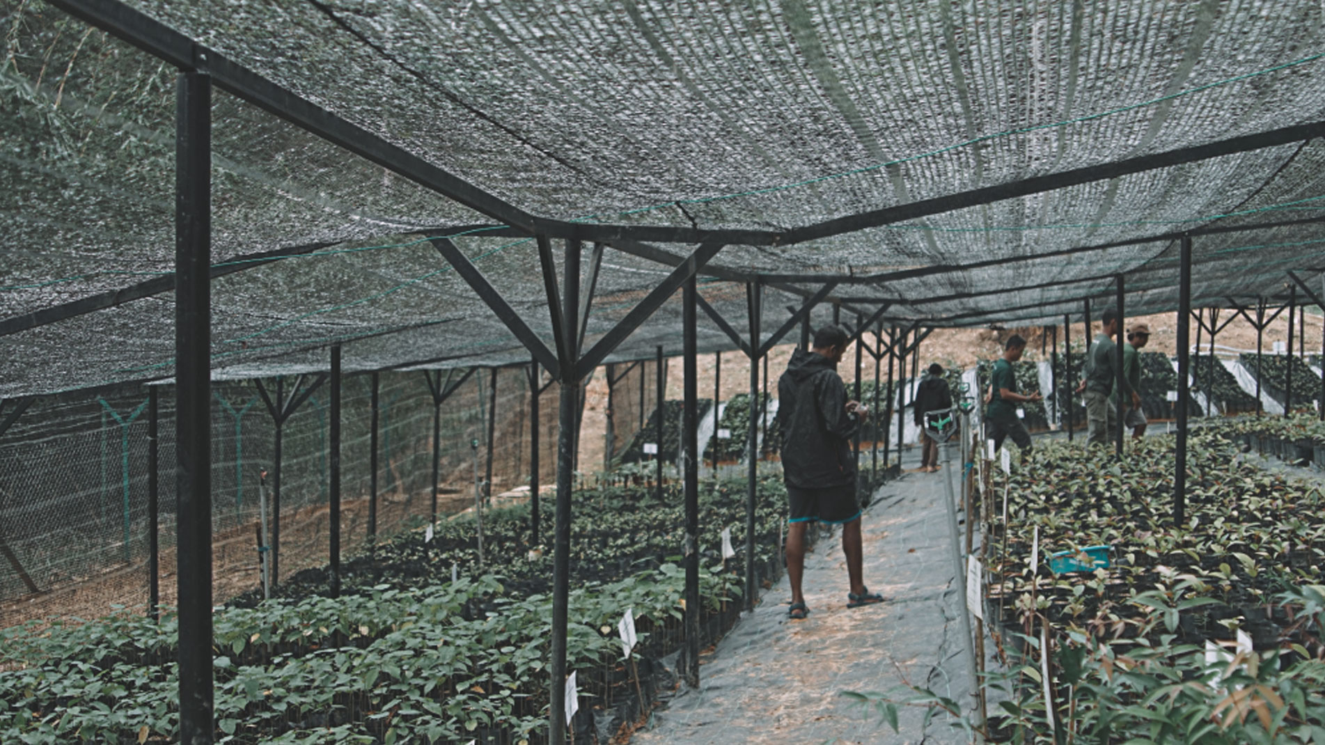 Forest,-the-New-Economy-7