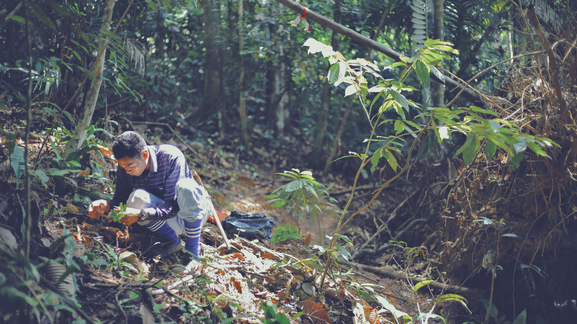 TRLC Banun. Aliff inspecting a wilding during a seed collection expedition in the Amanjaya Forest Reserve.