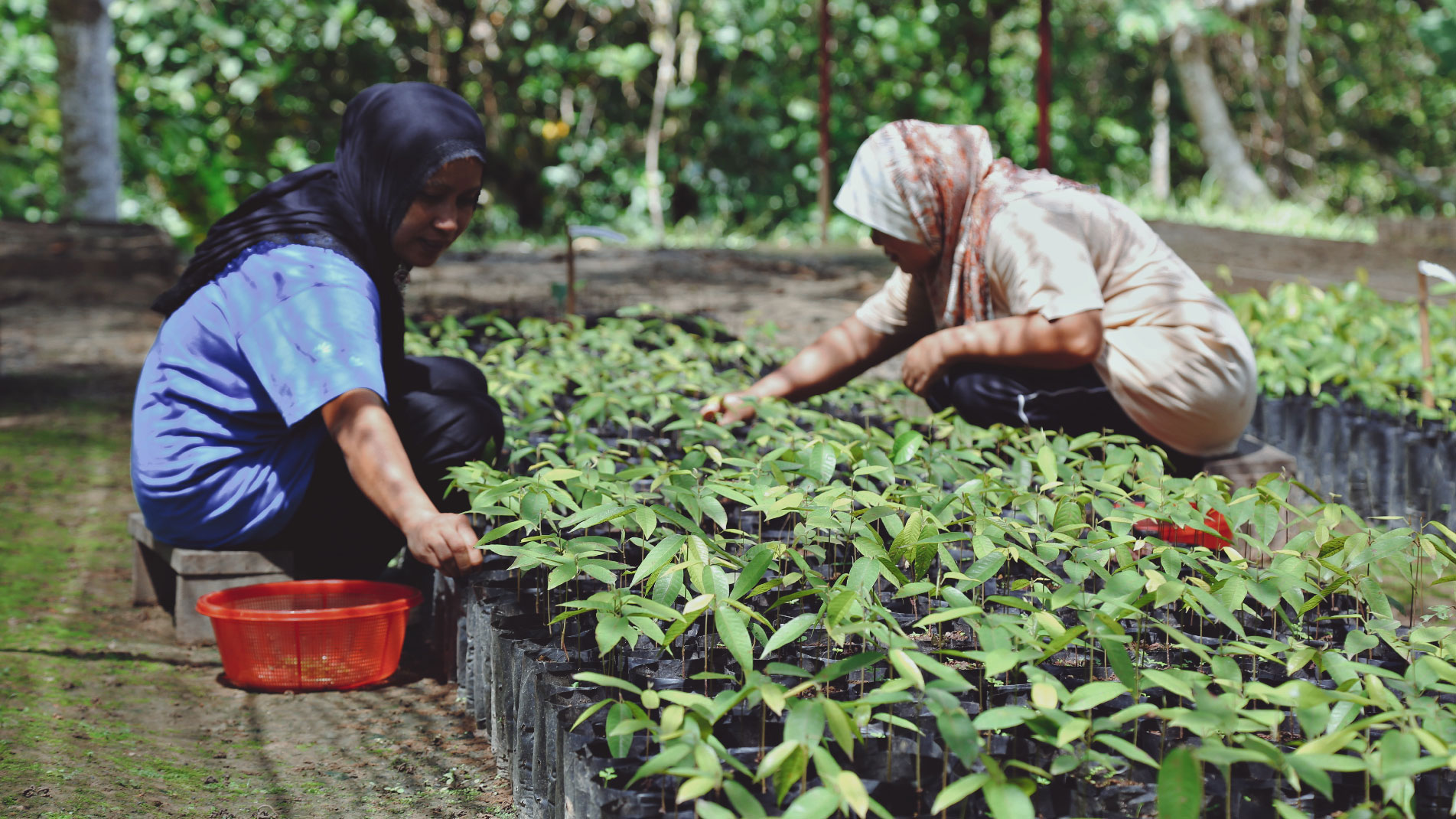 The women of TRLC Merisuli pruning the leaves of nurtured saplings to reduce the rate of evapotranspiration.